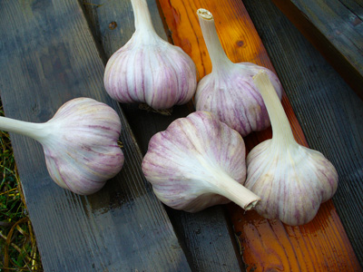 Red Rezan garlic sits on boards by Susan Fluegel at Grey Duck Garlic